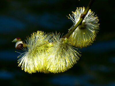 Beautiful Flowers biology blooming