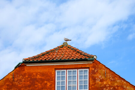 Pidgeon on the Roof of an Orange Building photo