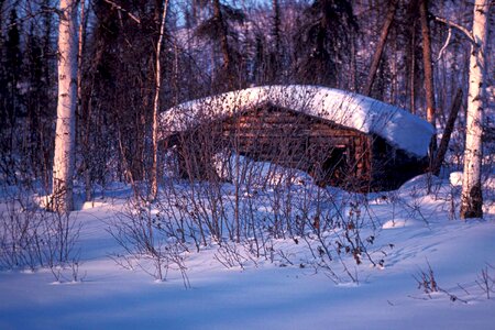Ancient cabin forest