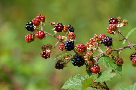 Berries black red