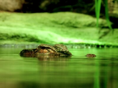 Reptile water looking photo