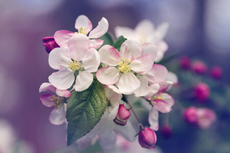 Beautiful Spring Blooming Apple Tree Branch photo
