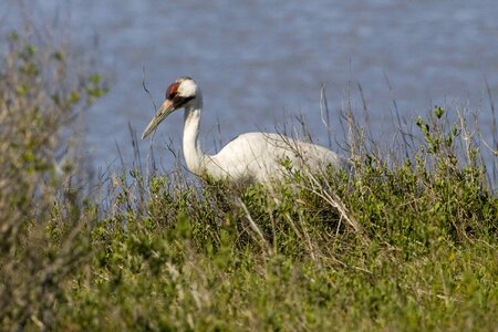 Bird crane shoreline