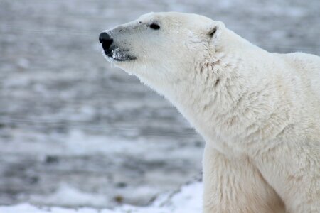 Close up of polar bear in Canada photo
