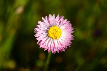 Beautiful Flowers bloom blooming