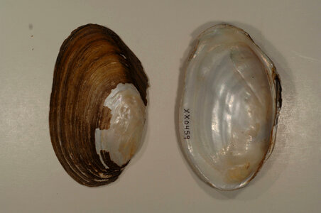 Leptodea fragilis-2