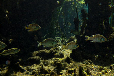 Bluegill and Redear sunfish