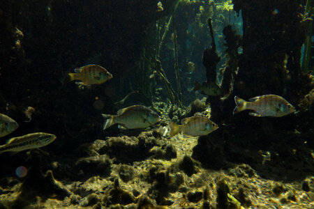 Bluegill and Redear sunfish photo