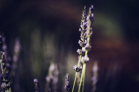 Lavender flowers branch photo