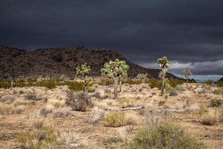 Boulders and Joshua Trees in Joshua Tree National Park photo