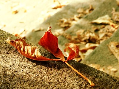 Beautiful brown concrete photo