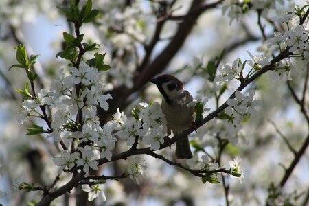 Nature apple tree leaves photo