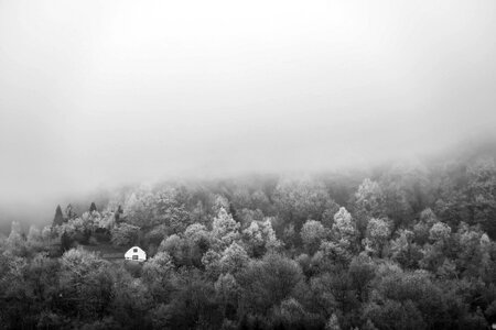 Black and white forest in fog
