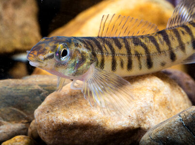 Logperch-2