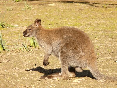 Wallaby bennett wallaby bennett kangaroo photo