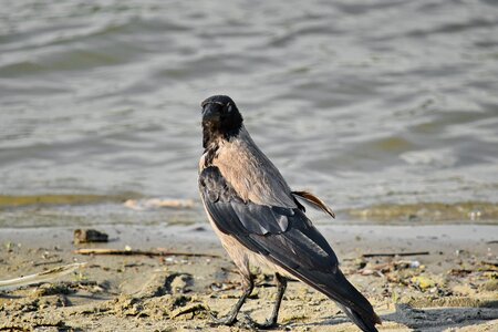 Beach crow portrait