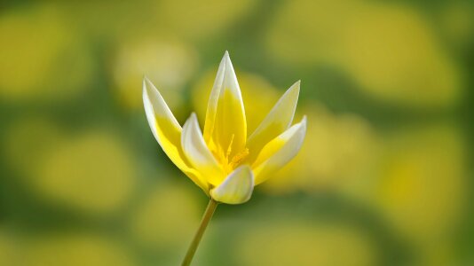 Bloom yellow-white spring flower photo