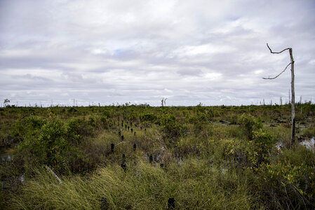 Landscape and Sky and clouds in Okefenokee National Wildlife Refuge