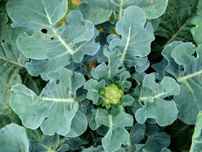Cauliflower plant vegetable