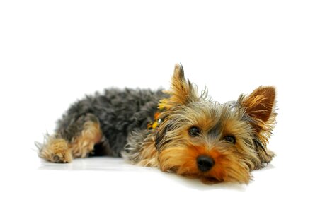 Dog pet portrait