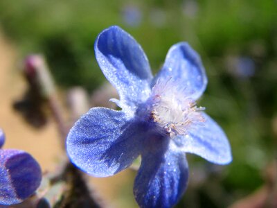 Beautiful Flowers biology blooming