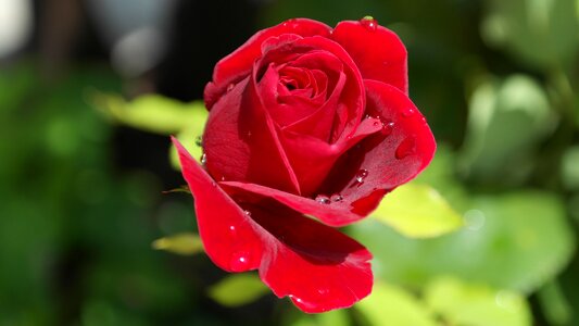 Flower plant red rose photo