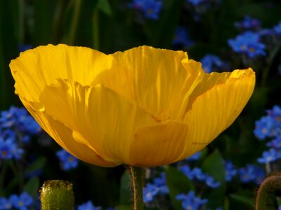 Bloom yellow plant photo