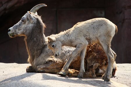 Horns animal goats photo