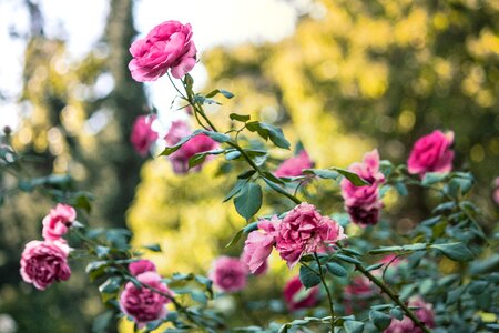 Pink roses flower