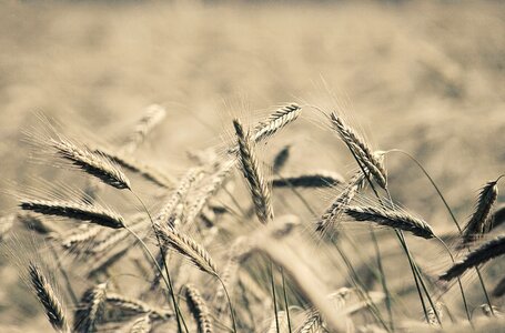 Agriculture farm rural