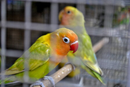 Colorful Birds Pet Store