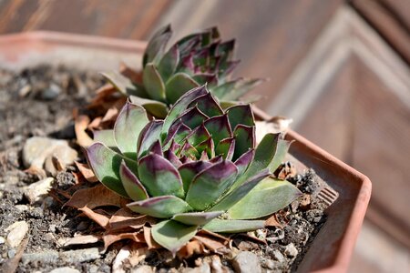 Nature plant leaf