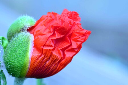 Beautiful Flowers beautiful photo blooming