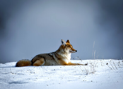 Wolf sitting in the snow photo
