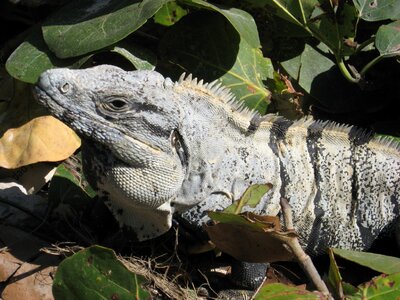 Mexico tulum wild
