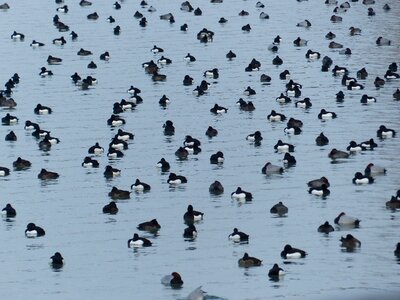 Lake tufted duck aythya fuligula