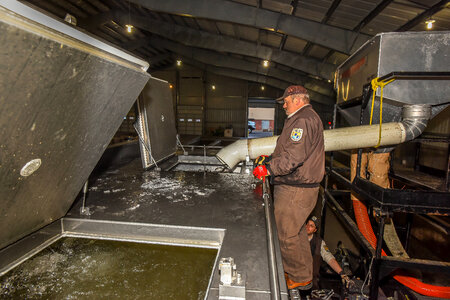 Service personnel prepare fish pump to load fish onto hatchery-3