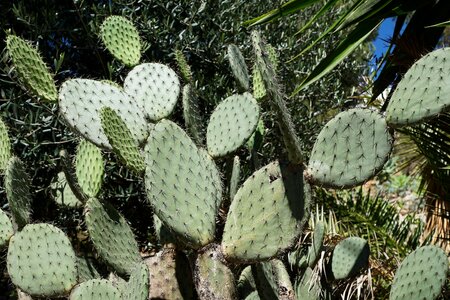 Nature thorns succulent photo