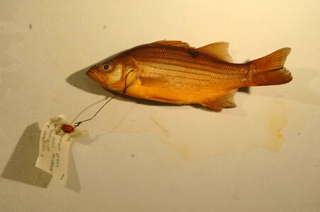 Morone chrysops x saxatilis-2