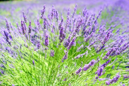 Agriculture aroma aromatherapy