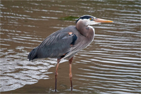 Great blue heron-1 photo