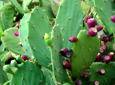 Plant fruit green