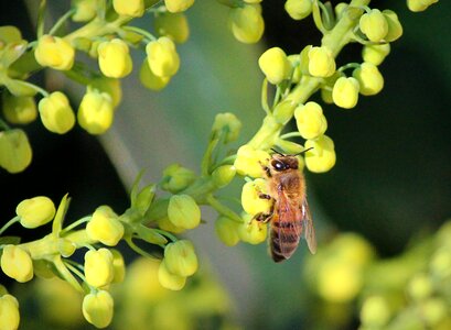 Sting buzz bee photo
