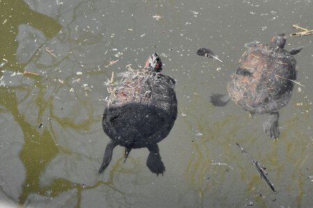 Turtle wildlife water photo