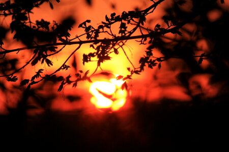 Burning sundown behind trees
