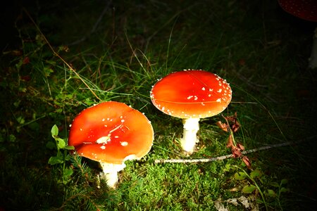 Flora foliage fungus