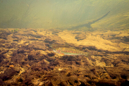 Rainbow trout swim in Meadow Creek-3