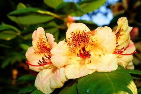 Tender frühlingsanfang macro