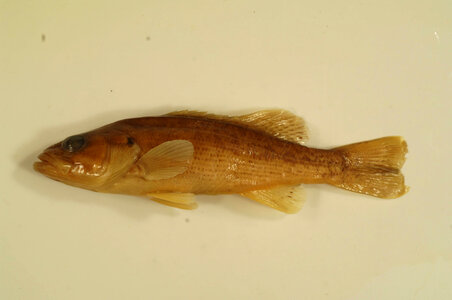 Micropterus coosae