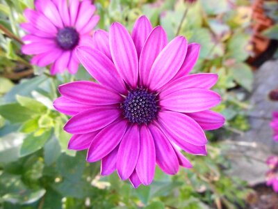 Pink plant beautiful